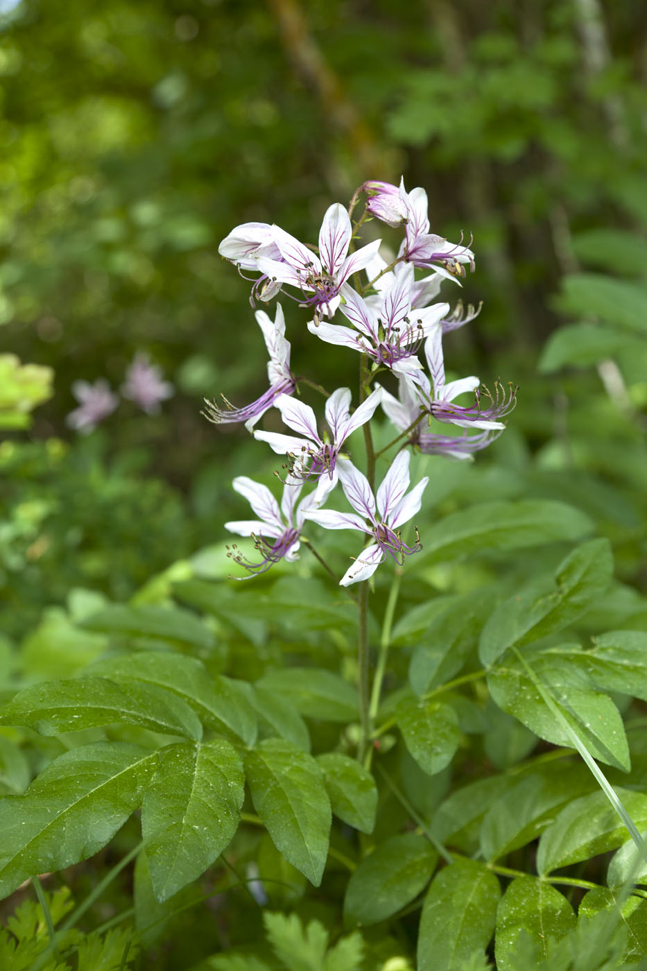 Изображение особи Dictamnus caucasicus.