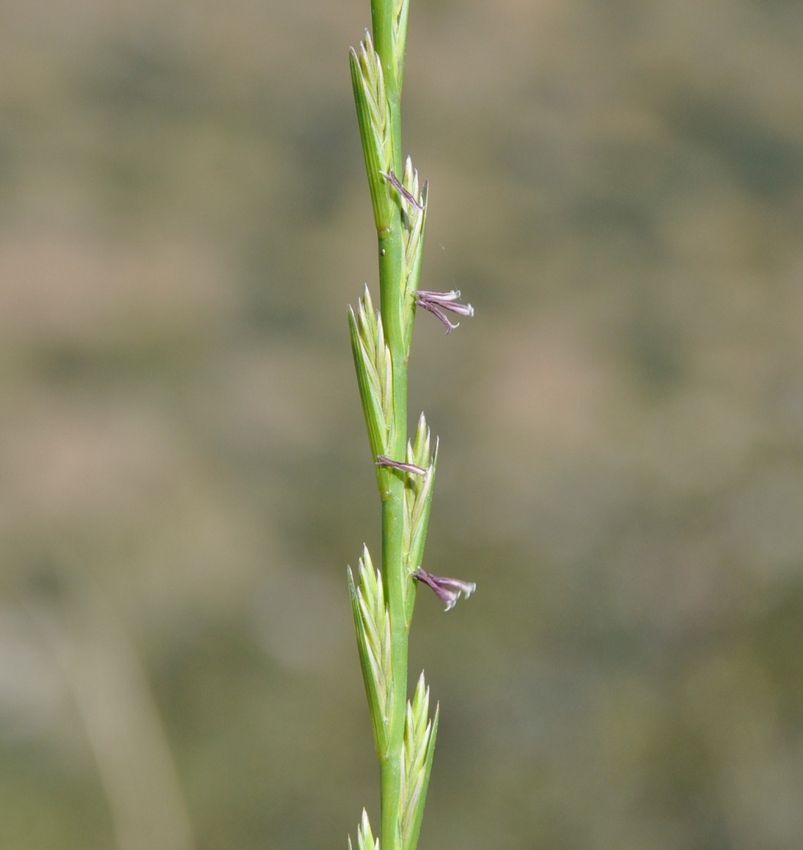 Image of Lolium subulatum specimen.