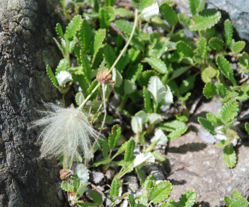 Image of Dryas oxyodonta specimen.