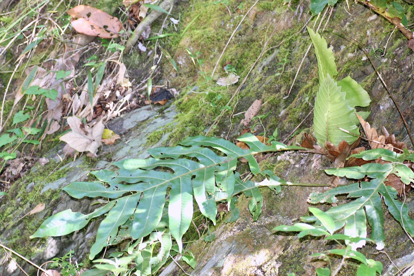 Изображение особи Drynaria quercifolia.