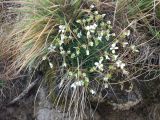 Saxifraga cinerea