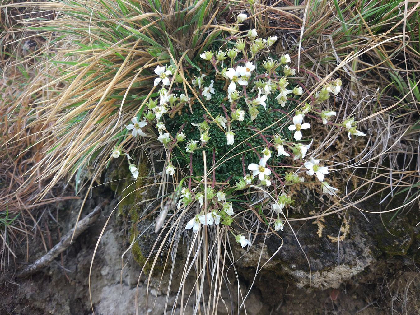 Image of Saxifraga cinerea specimen.