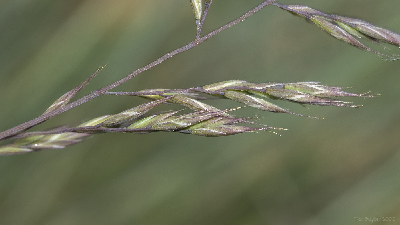 Изображение особи Festuca callieri.