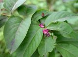 Lonicera maximowiczii. Цветки и листья. Хабаровский край, пгт Ванино, южная окраина, склон вдоль дороги. 19.07.2019.