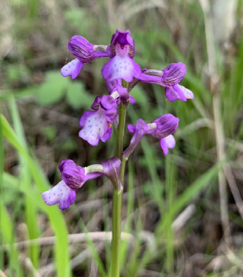 Image of Anacamptis morio ssp. caucasica specimen.