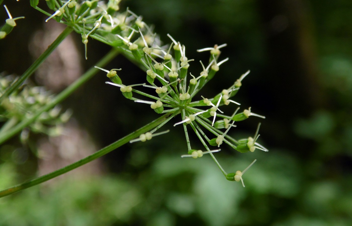 Image of Aegopodium podagraria specimen.