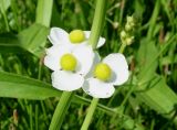 Sagittaria trifolia