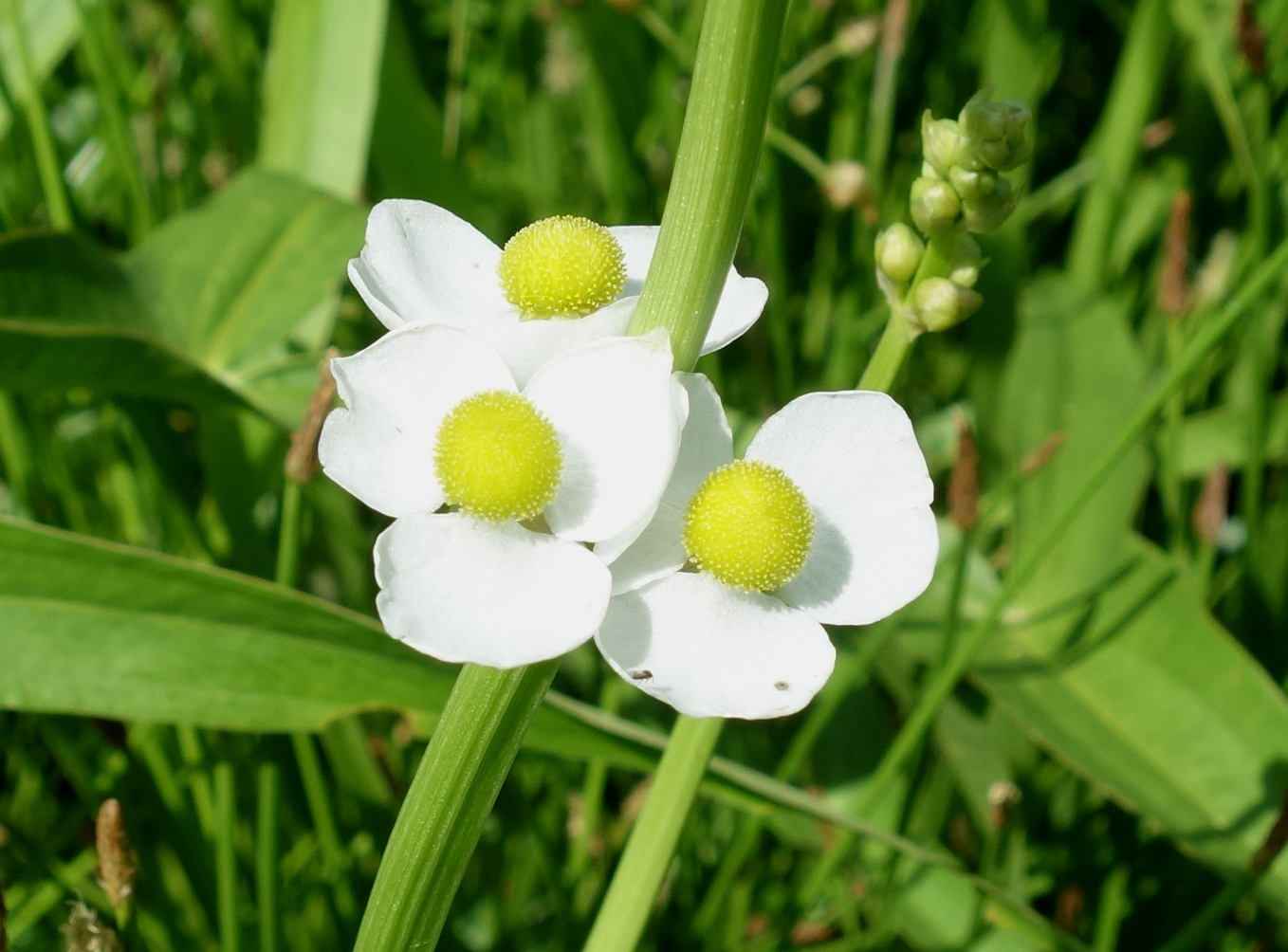 Image of Sagittaria trifolia specimen.