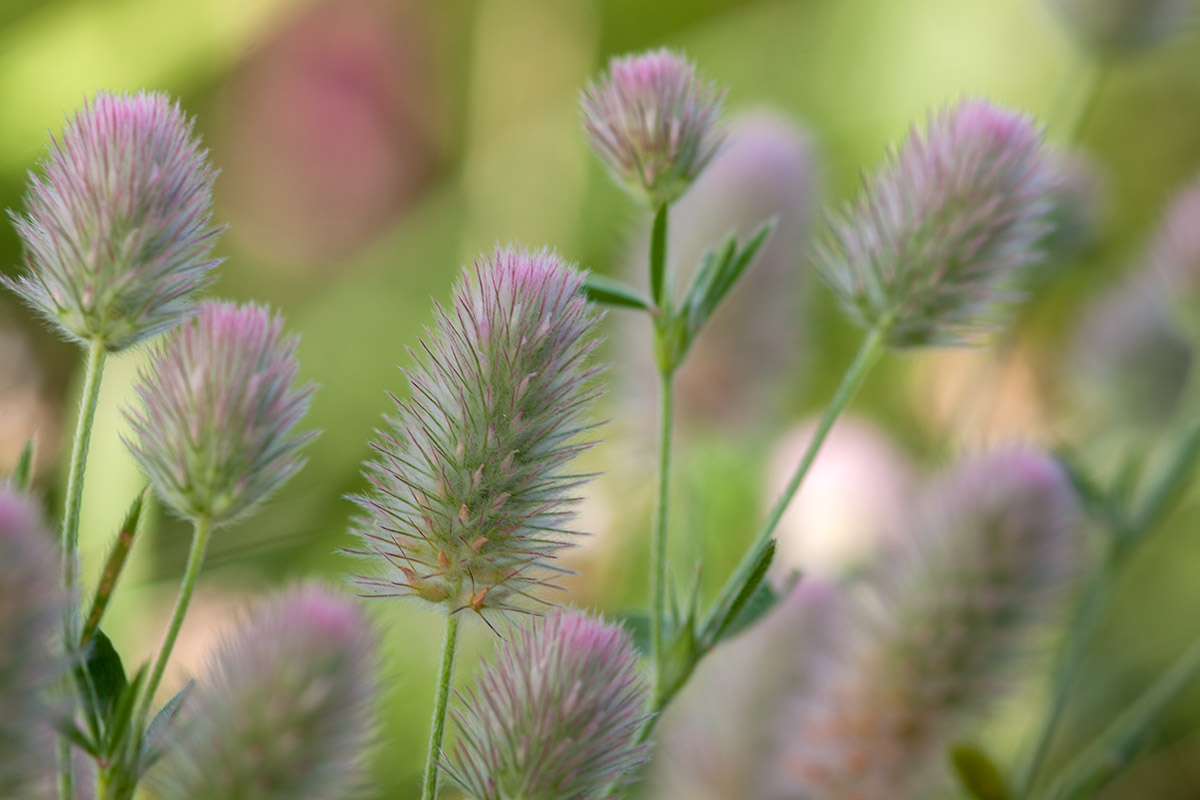 Image of Trifolium arvense specimen.