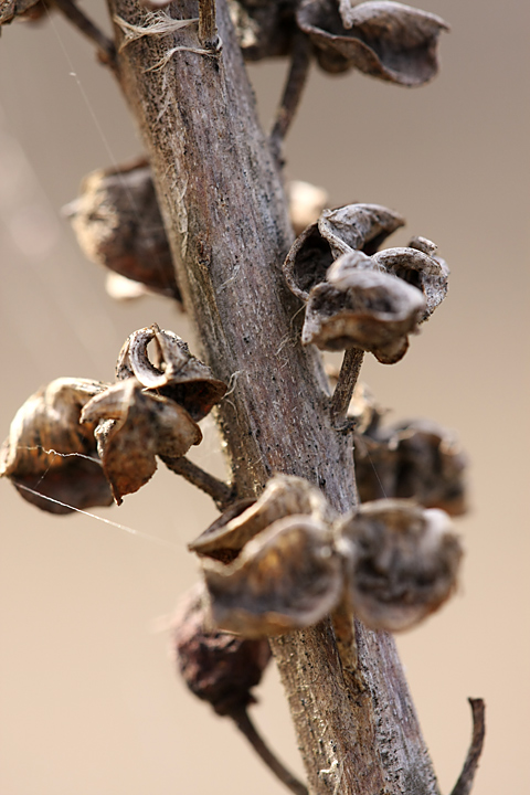 Image of Eremurus inderiensis specimen.