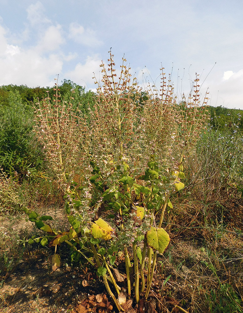 Image of Salvia sclarea specimen.