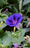 Ipomoea purpurea