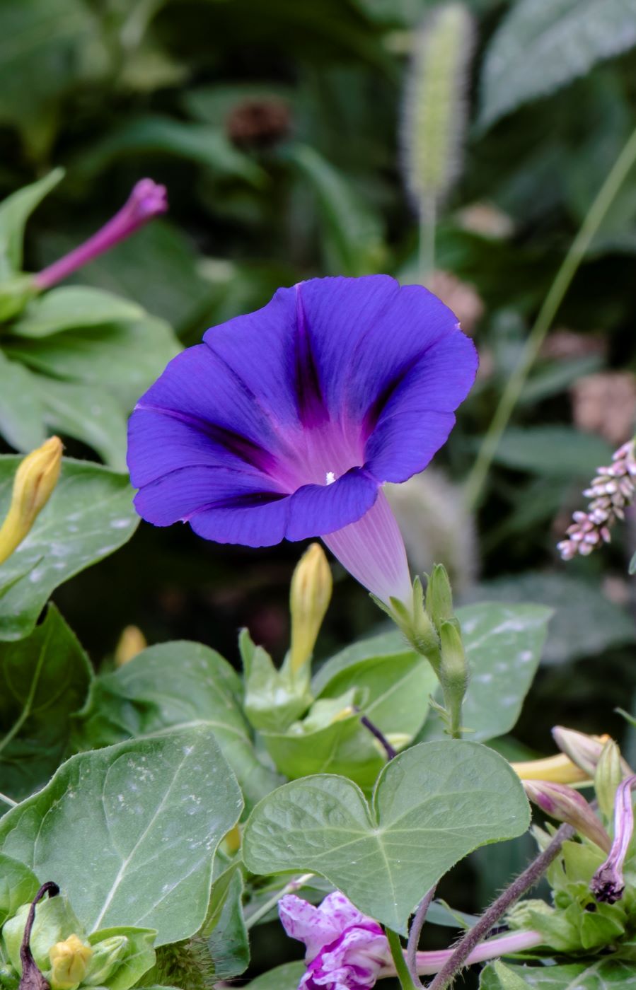 Image of Ipomoea purpurea specimen.