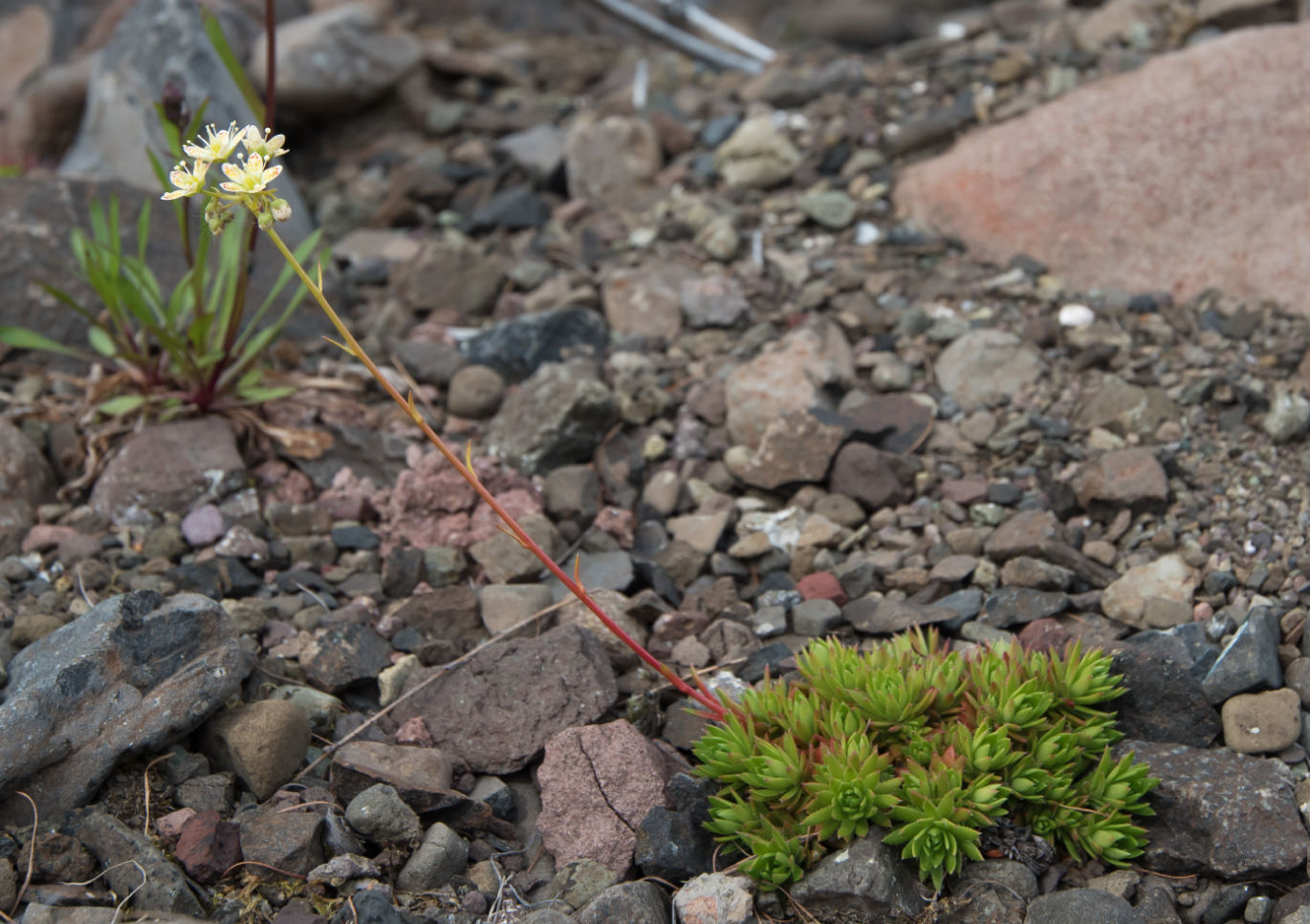 Изображение особи Saxifraga funstonii.