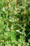 Atriplex sagittata. Верхняя часть цветущего растения. Санкт-Петербург, Приморский р-н, окр. Лахты, на пустыре совместно с другими рудеральными растениями. 20.08.2020.