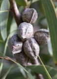 Hakea laurina. Плоды. Испания, автономное сообщество Каталония, провинция Жирона, комарка Баш-Эмпорда, муниципалитет Палафружель, ботанический сад \"Кап-Роч\". 08.12.2019.