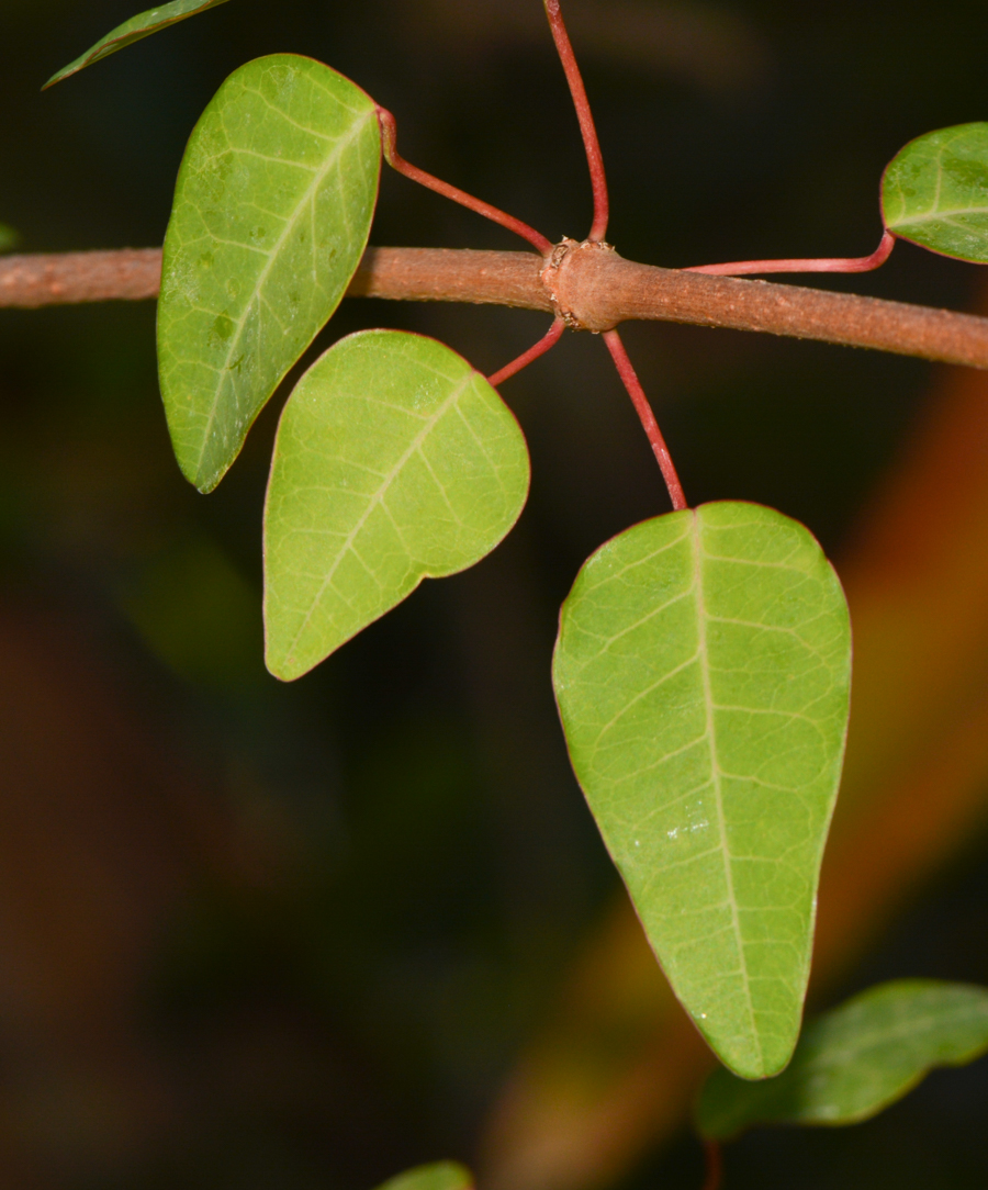 Image of Euphorbia schlechtendalii specimen.