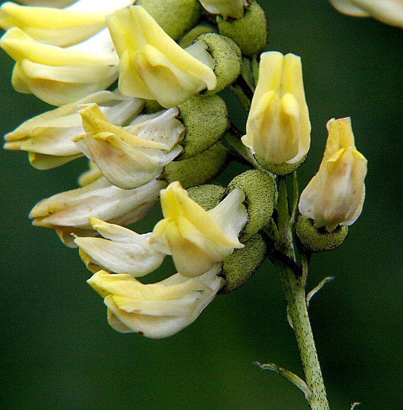 Изображение особи Astragalus membranaceus.