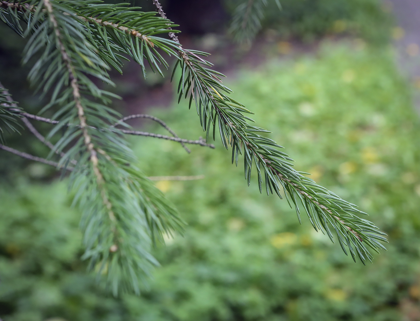 Изображение особи Picea schrenkiana.