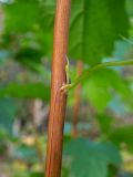 Physocarpus opulifolius