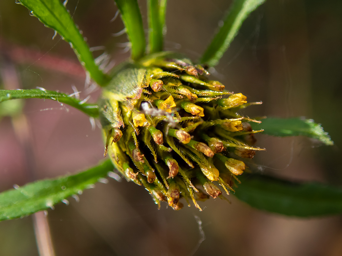 Image of Bidens frondosa specimen.