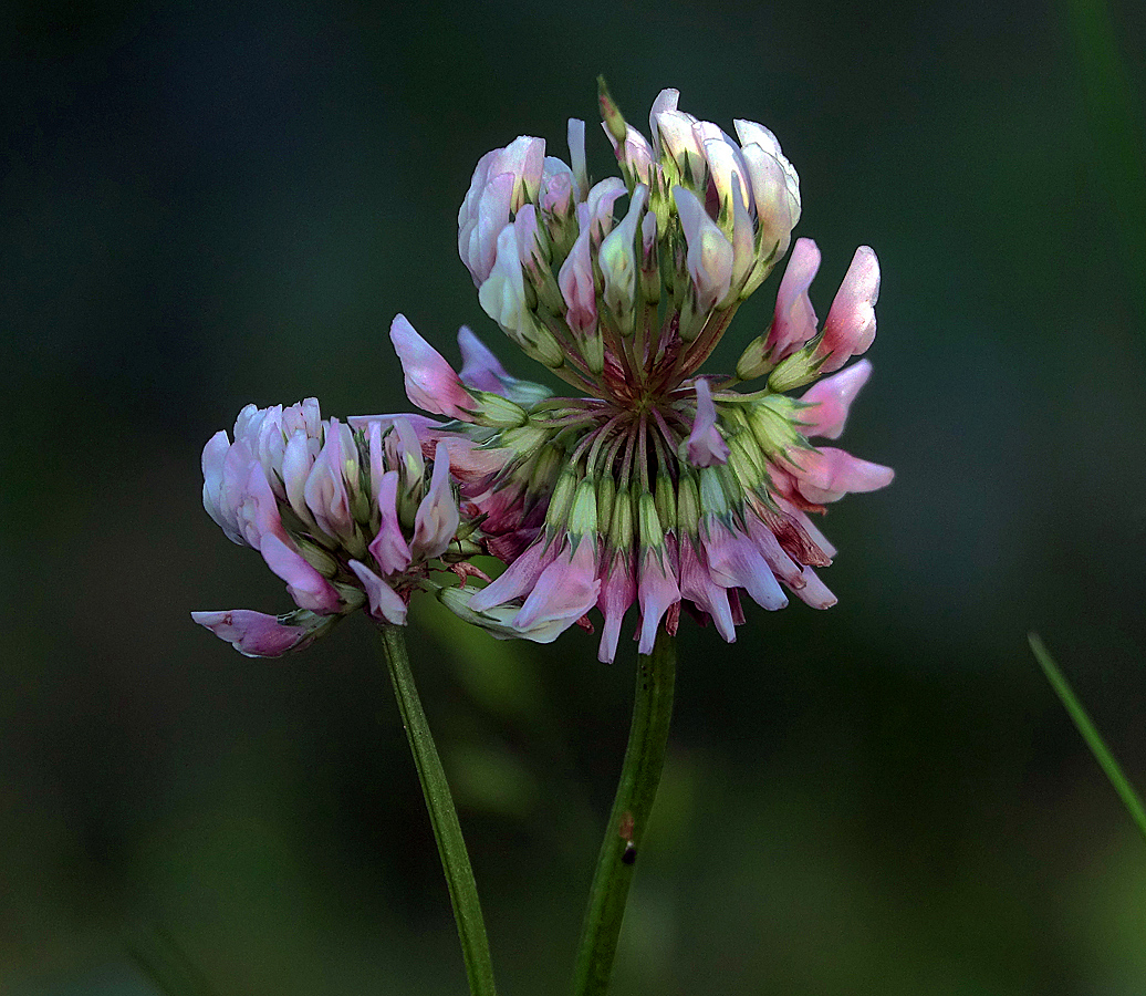 Image of Trifolium repens specimen.