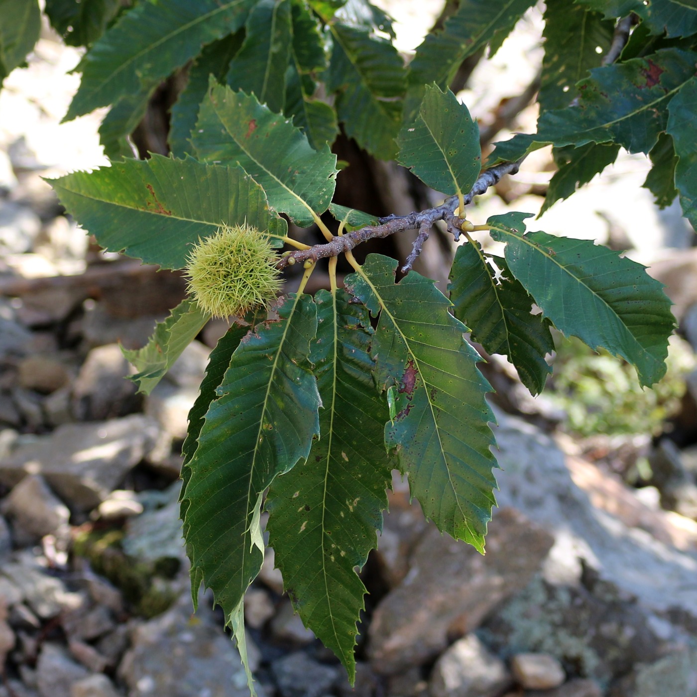 Изображение особи Castanea sativa.