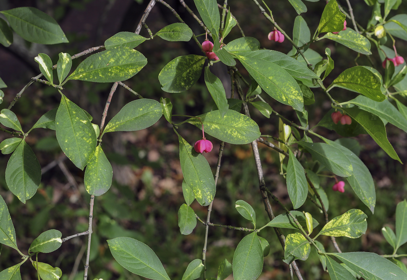 Изображение особи Euonymus europaeus.