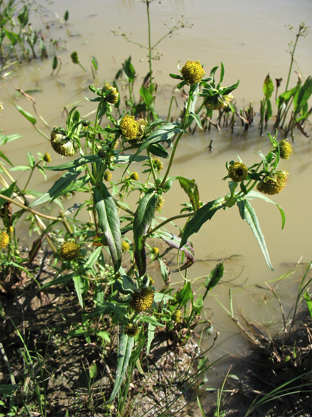 Image of Bidens cernua specimen.