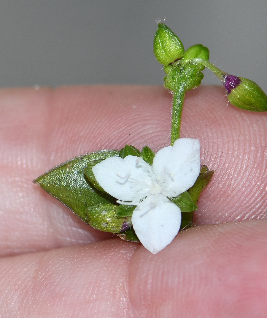 Изображение особи Callisia gracilis.