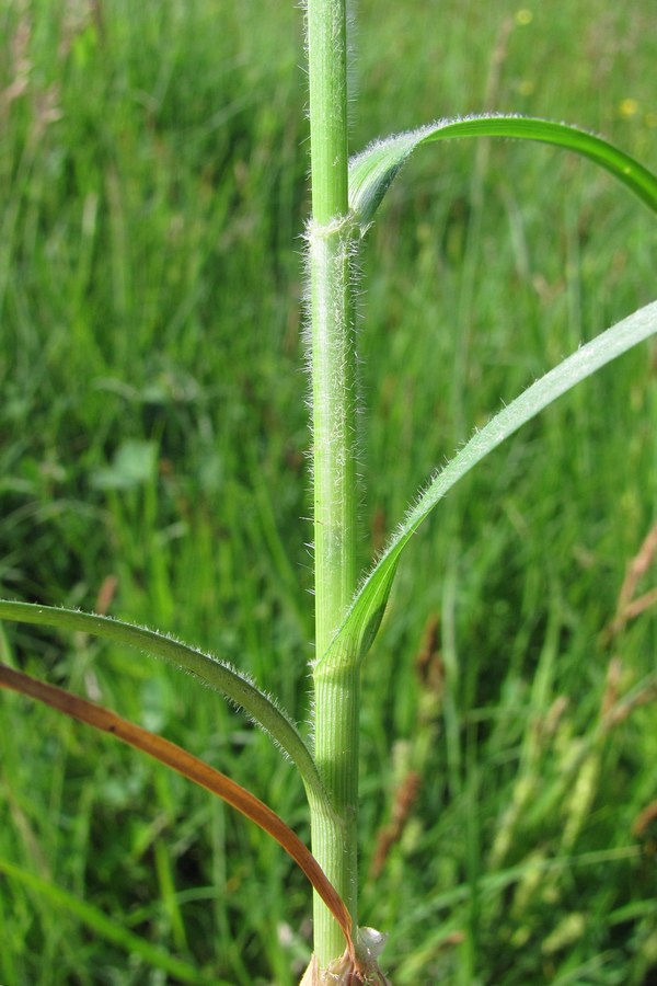 Image of Carex hirta specimen.