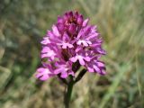 Anacamptis pyramidalis. Соцветие. Нидерланды, провинция Северная Голландия, Wijk aan Zee, заказник \"Noordhollands duinreservaat\", зарастающая приморская дюна. 5 июля 2008 г.