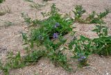 Solanum dulcamara. Цветущие и плодоносящие растения. Челябинская обл., Каслинский р-н, берег оз. Большие Аллаки, песчаный пляж. 24.07.2020.