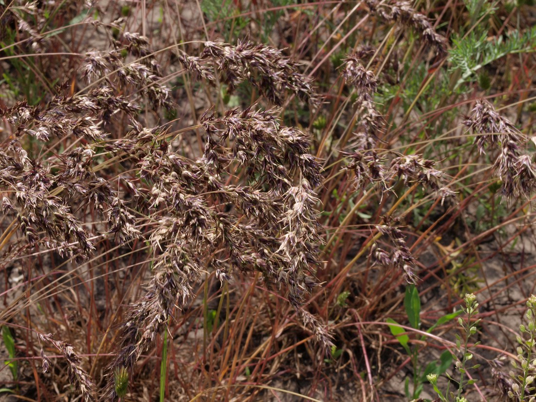 Изображение особи Poa bulbosa ssp. vivipara.