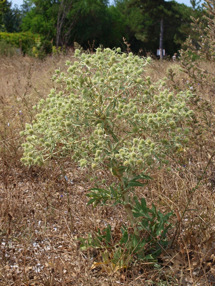 Image of Eryngium campestre specimen.