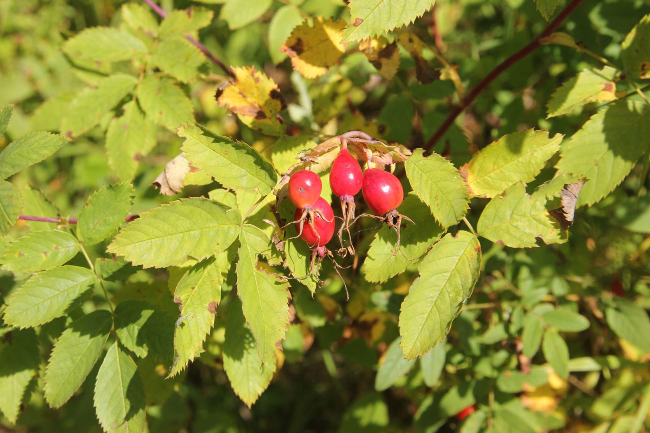 Image of genus Rosa specimen.