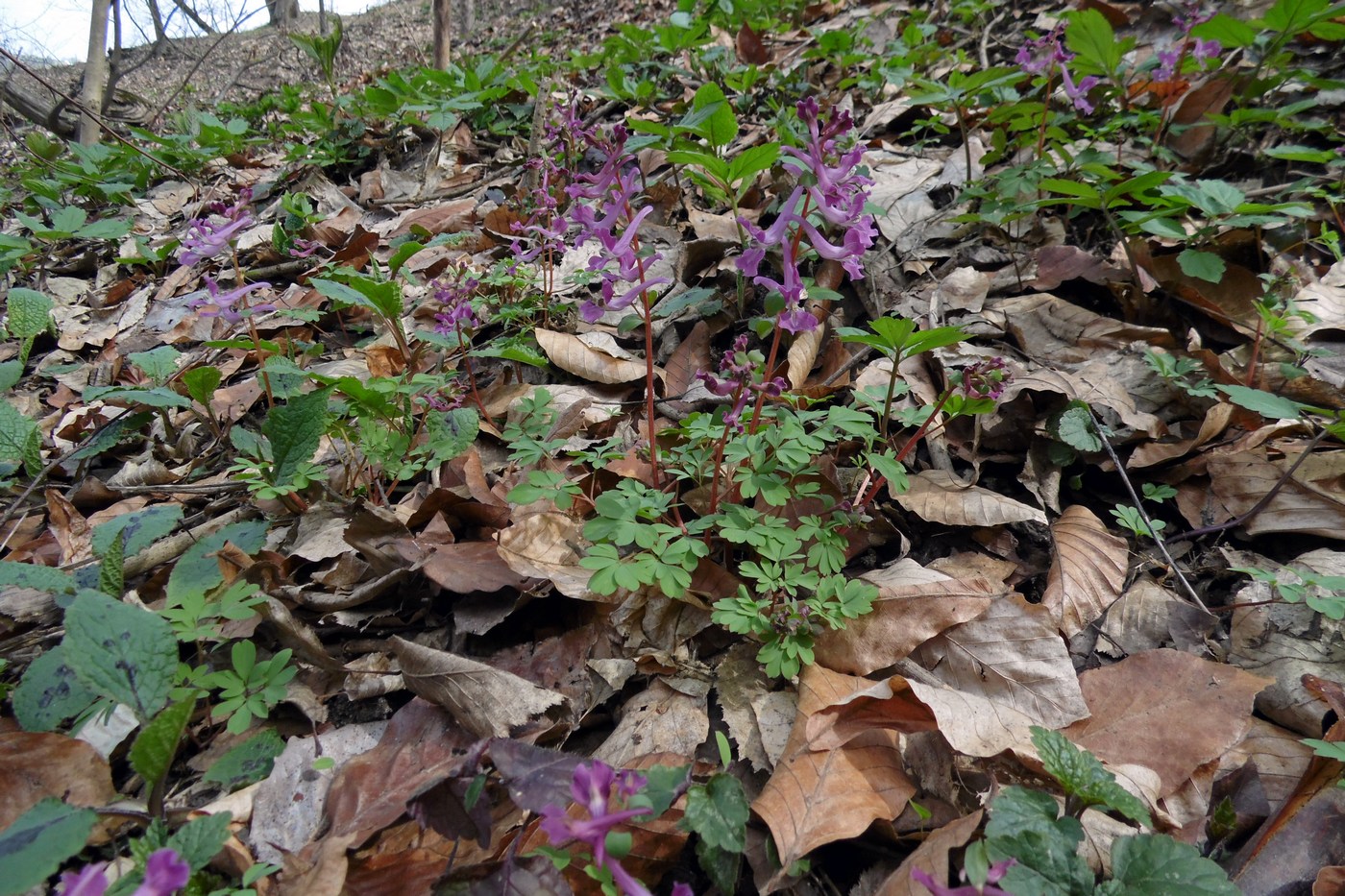 Изображение особи Corydalis caucasica.