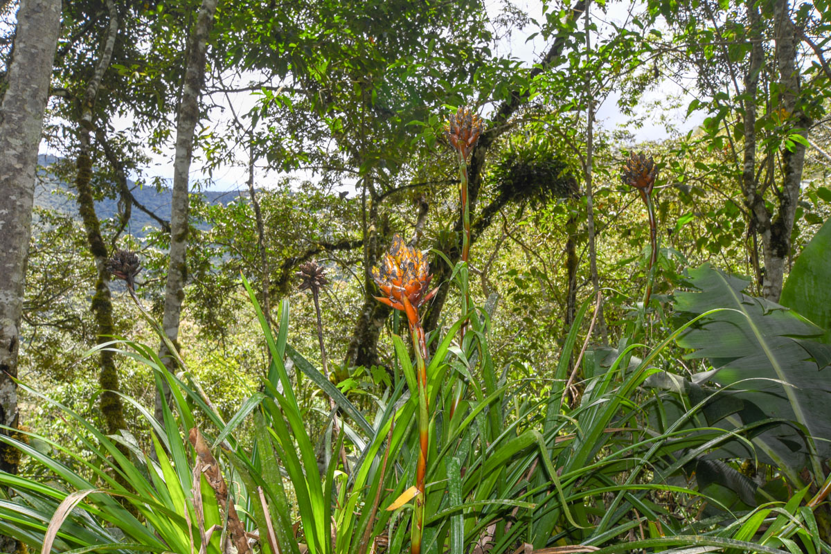 Image of genus Guzmania specimen.