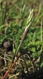 Aira praecox. Цветущее растение. Нидерланды, провинция Дренте, окр. деревни Вестерборк, Oosterveld, низкотравный луг. 21 мая 2011 г.