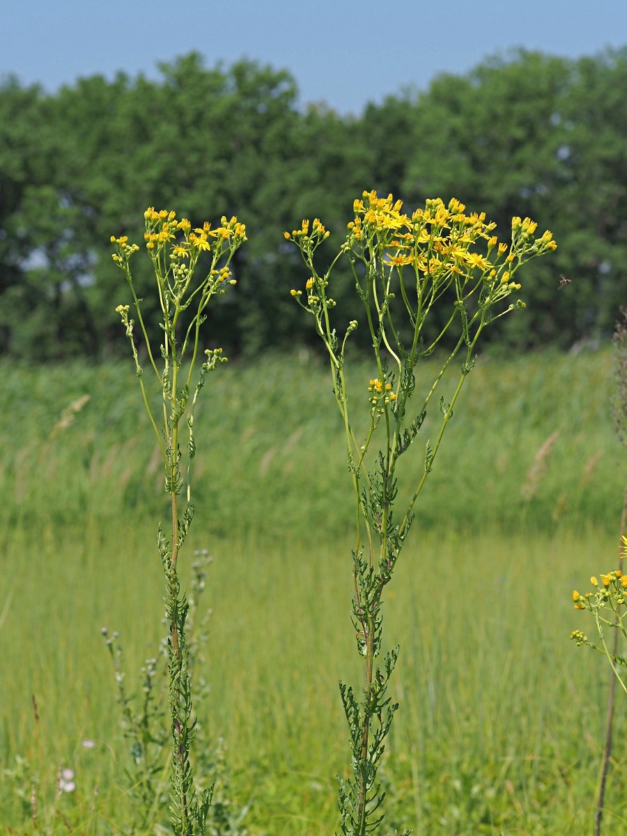 Изображение особи Senecio jacobaea.