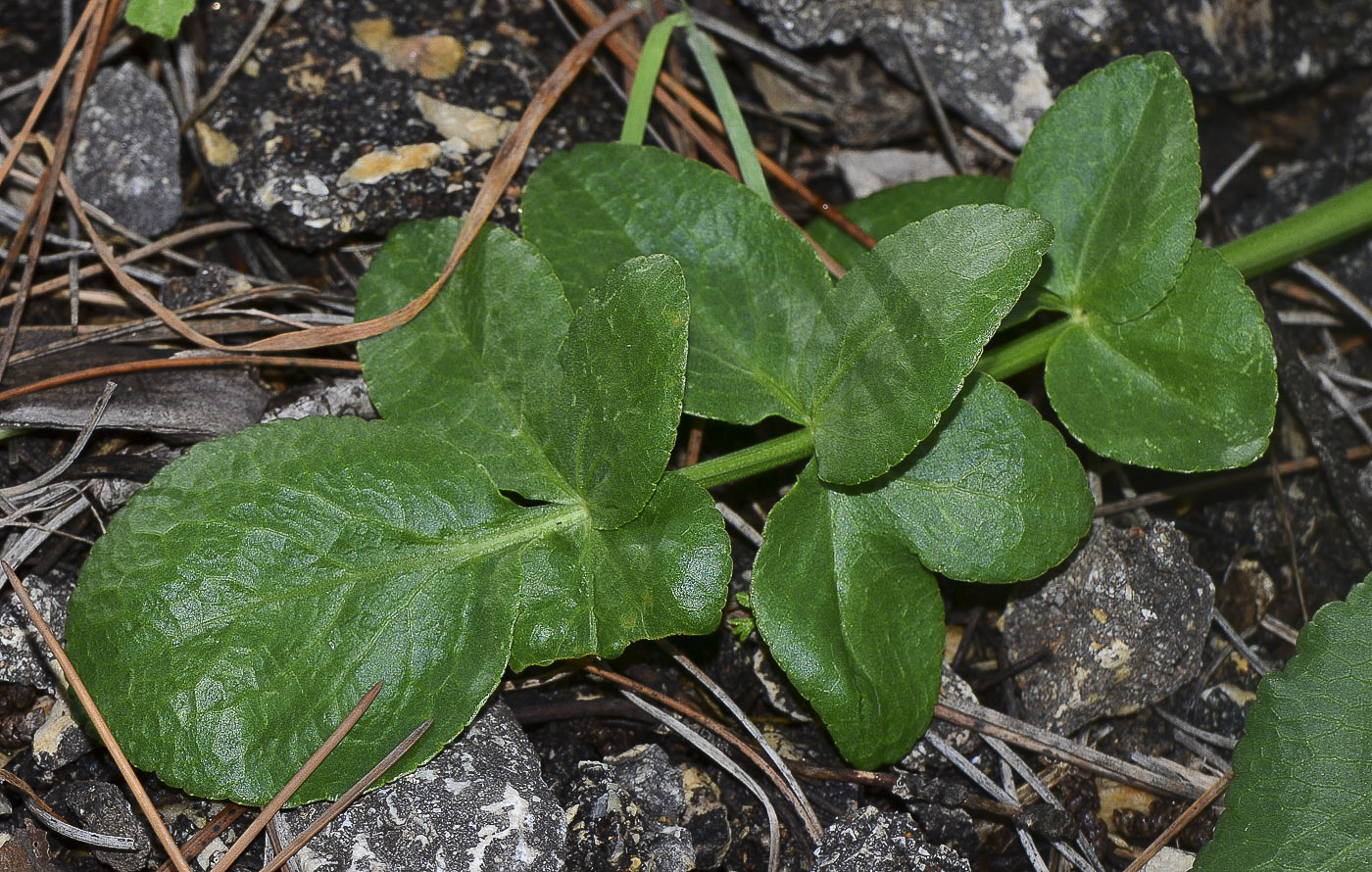 Изображение особи Smyrnium olusatrum.