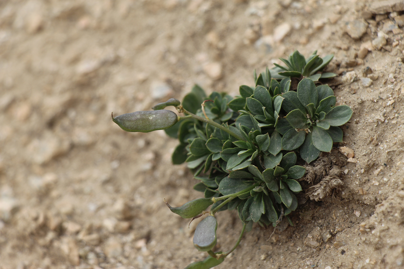 Image of Parrya saxifraga specimen.
