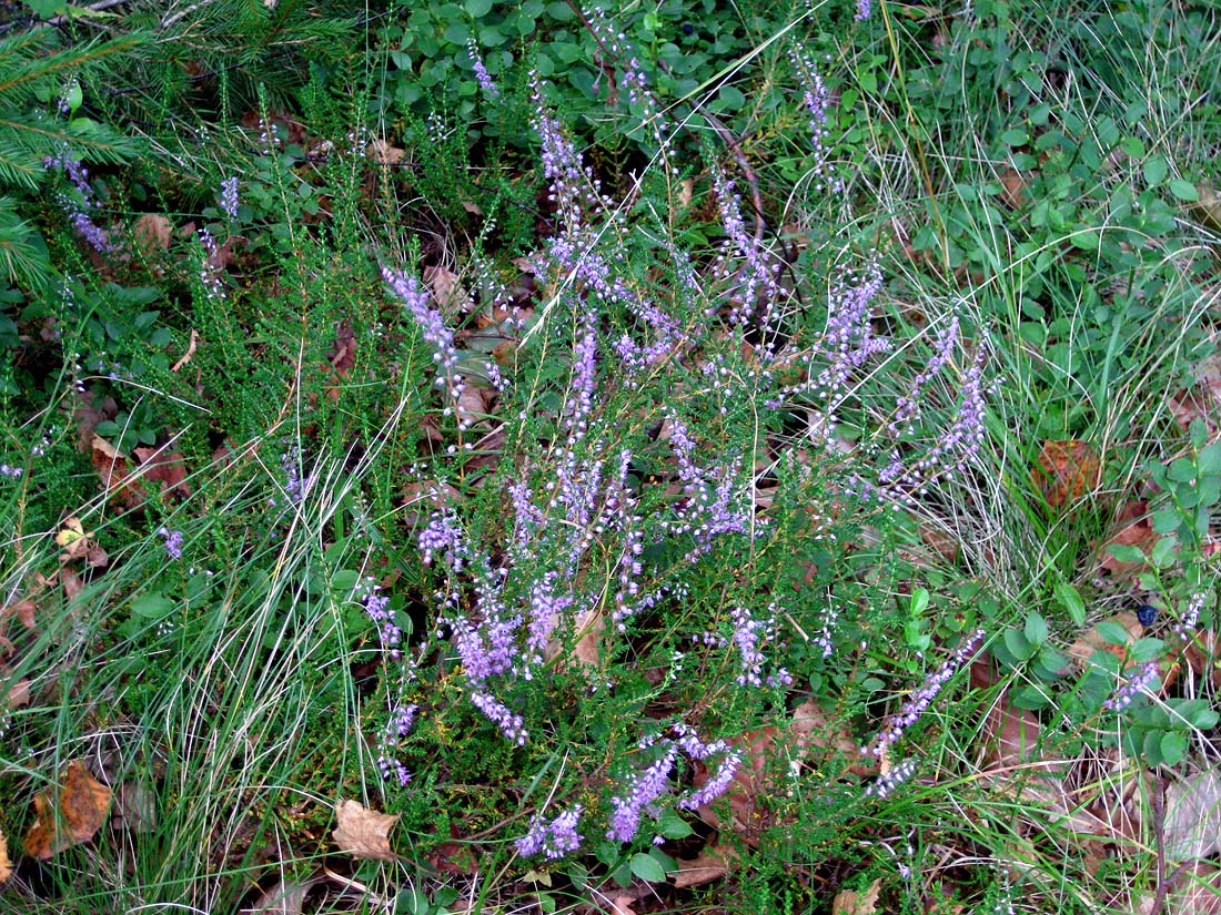 Image of Calluna vulgaris specimen.