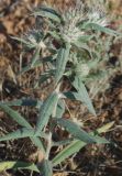Echinops acantholepis. Верхняя часть зацветающего растения. Узбекистан, Ферганская обл., горы Кампиркок, пестроцветы. 19.05.2021.