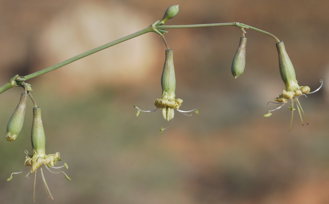 Image of Silene glaucescens specimen.