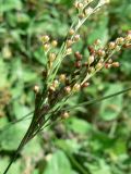 Juncus compressus