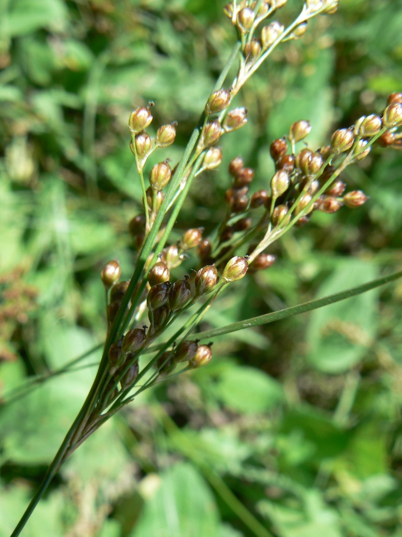 Image of Juncus compressus specimen.