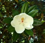 Magnolia grandiflora. Цветок и листья. Абхазия, г. Сухум, Сухумский ботанический сад, в культуре. Июль 2021 г.