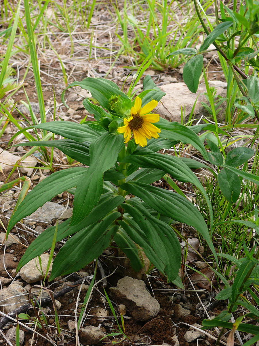 Изображение особи Arnica sachalinensis.