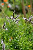 Mentha spicata. Верхняя часть цветущего растения. Санкт-Петербург, Кировский р-н, окр. Балтийского вокзала, в культуре. 04.08.2021.